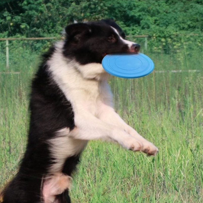 فريسبي سيليكون ترفيهي للحيوانا - مراجعة Frisbee Freestyle Disc وسعره